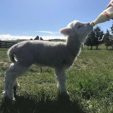 Shearvue Farmstay With Optional Free Farm Experience At 5Pm Fairlie Exterior photo