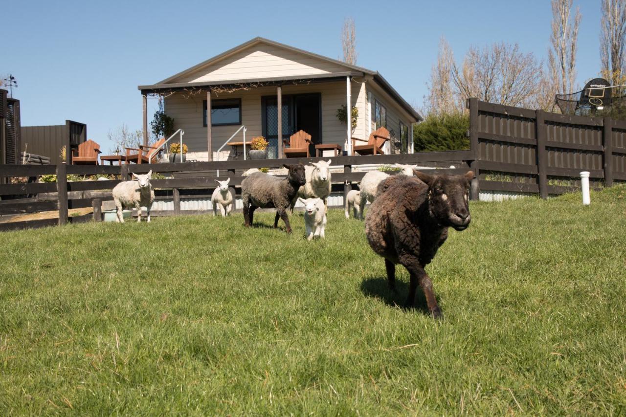 Shearvue With Optional Free Farm Experience At 5pm *