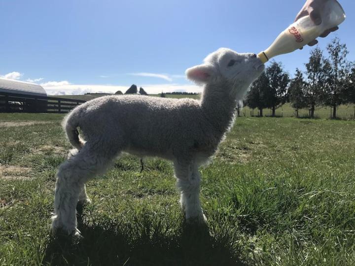 Holiday home Shearvue With Optional Free Farm Experience At 5pm *