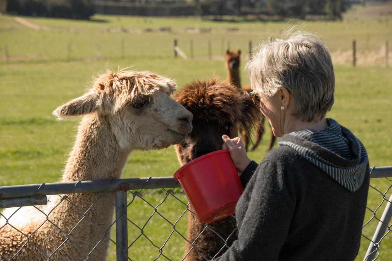 Shearvue With Optional Free Farm Experience At 5pm Fairlie
