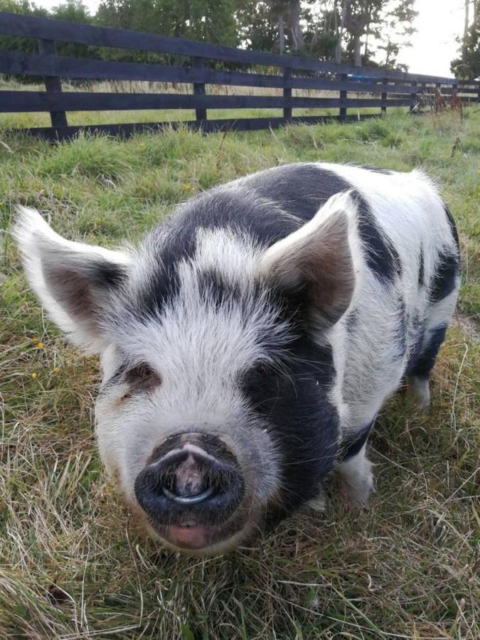 Shearvue With Optional Free Farm Experience At 5pm Holiday home *